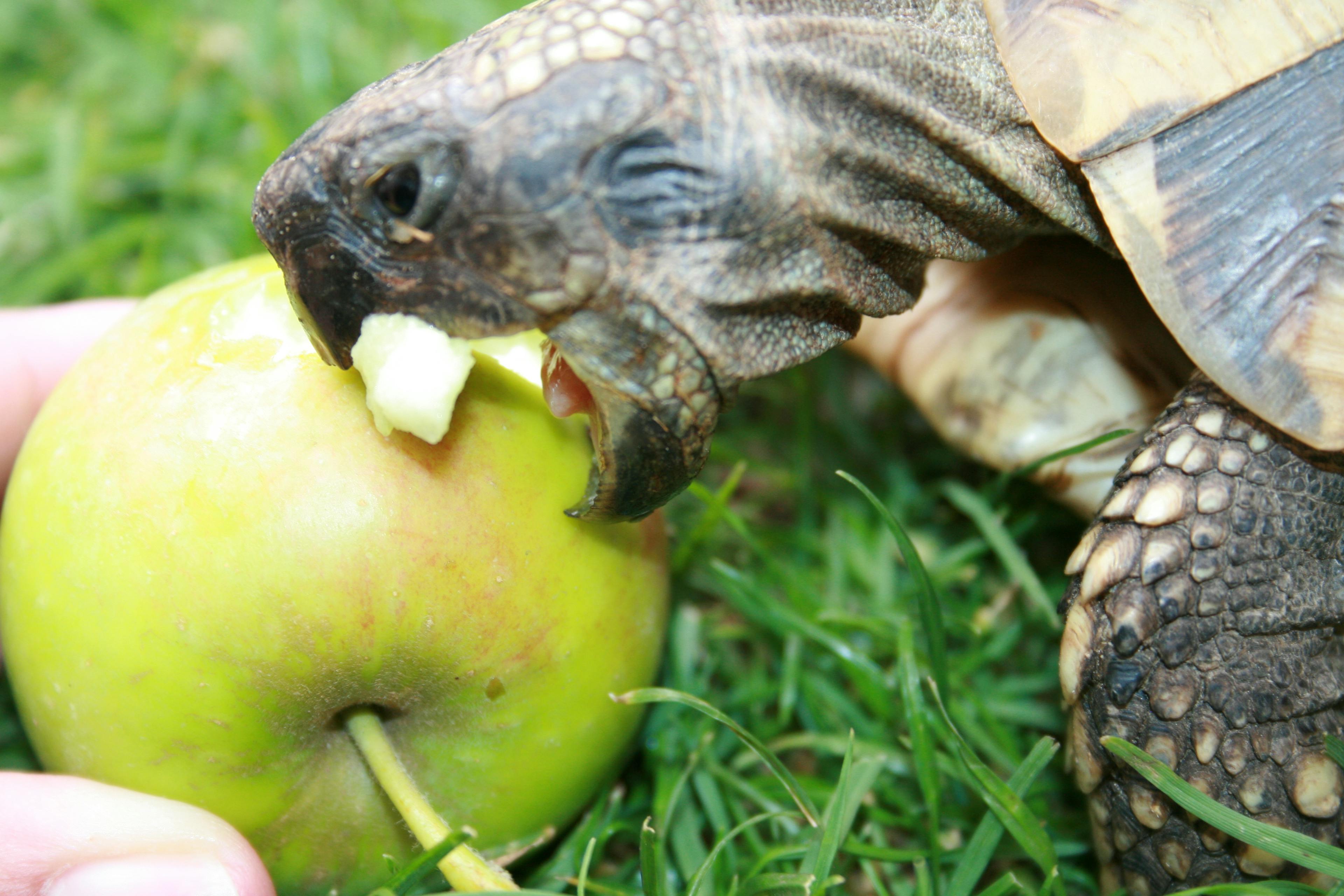 Schildkröte beißt in Apfel