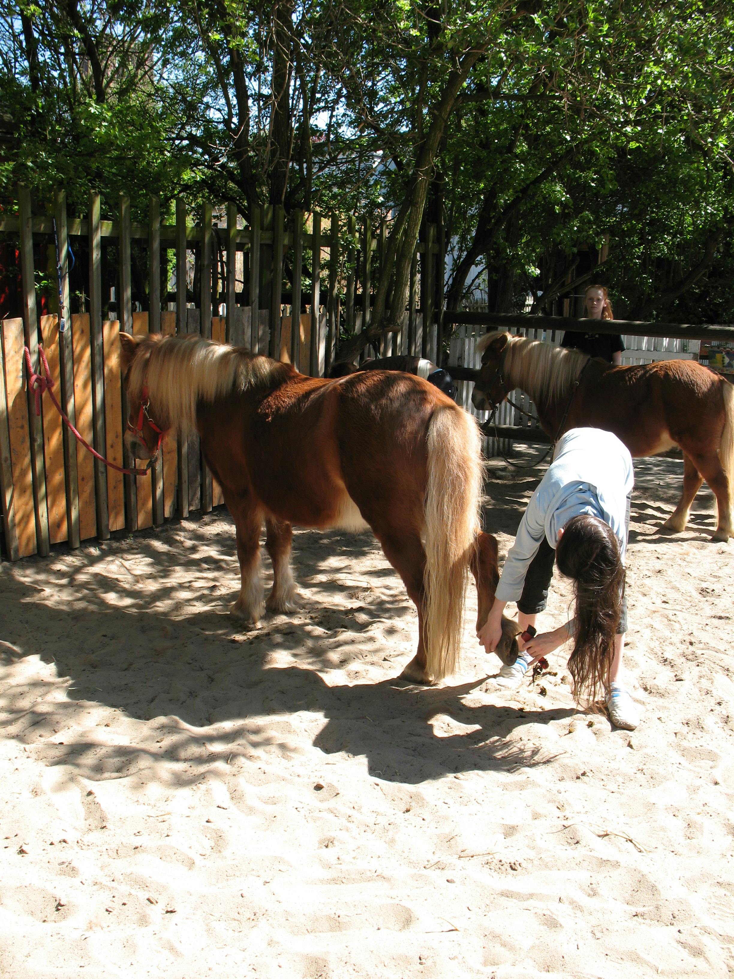 Kind beim putzen der Pferdehufe